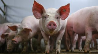 Warteschleife für das staatliche Tierhaltungslogo