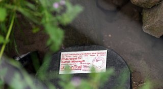 Rattengift schadet Fischen und kann bei ihnen zum Tod führen
