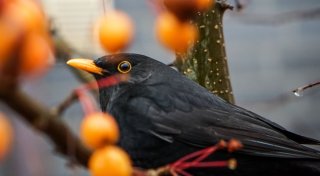 Ist die Amsel in Gefahr? Experte aus Kirchlengern klärt über Usutu-Virus auf