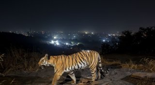 Größere Tigerpopulation in Indien dank Schutzmaßnahmen