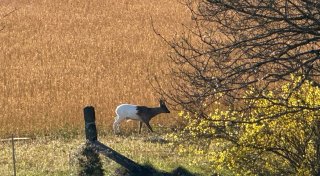 Seltene Tiere auf Video: Rehe mit Gendefekt im Kreis Gütersloh entdeckt