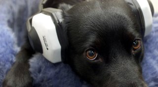 Laute Silvester-Nacht: Bielefelder Hunde-Expertin gibt Tipps für den Jahreswechsel