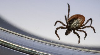 19 Todesfälle wegen Zecken