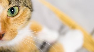 Cat Content gesucht: Forscher werten Katzenvideos aus