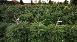 Weihnachtsbaum leicht teurer - Nordmanntanne am beliebtesten