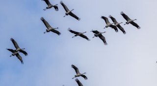 Mehr als 100.000 Kraniche sind gerade in Deutschland