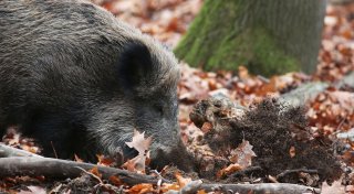 Tierbegegnung im Kreis Minden-Lübbecke: Wolf oder Wildschwein - was ist gefährlicher?