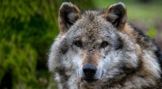 Verdacht: Wolf soll Schaf im Kreis Höxter gerissen haben