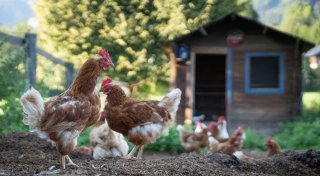 Stall und Auslauf: So funktioniert Hühnerglück hinterm Haus