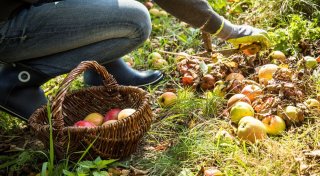 Ernten tabu? Wann Sie bei Nachbars Früchten zugreifen dürfen