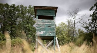 Mögliche Großkatze im nördlichen Rheinland-Pfalz gesichtet