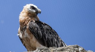 Windräder können Gefahr für Bartgeier in den Alpen sein