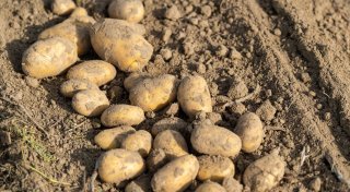 Experte rechnet mit sinkenden Kartoffelpreisen