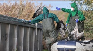 Vogelgrippe bei Kranichen nachgewiesen - Risiko hochgesetzt