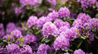 Rhododendron vor Pilzbefall schützen