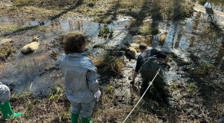 Hilflose Tiere: Schafe stecken in Hövelhof bis zum Hals im Morast