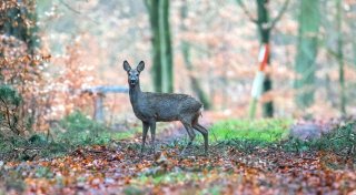 Wilderer im Kreis Herford: Reh getötet und ausgenommen - Überreste liegengelassen