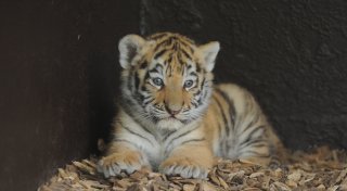 Neues von den Tigerbabys und ein interaktives Gehege im Tierpark Ströhen