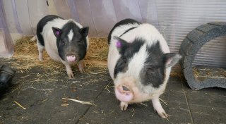 Süße Ferkel-Frischlinge sind da: So geht es der Mini-Schwein-Familie im Tierheim Lübbecke