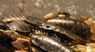 Fall für den Kammerjäger? Neue Insektenart sorgt für Unruhe in Bielefeld