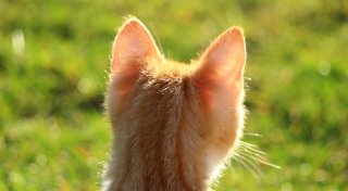 Kätzchen im Tierheim, schwerer Unfall und Verzweiflung nach Parkrempler