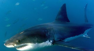 Costa Rica: Forscher überlebt Hai-Attacke in 40 Meter Tiefe