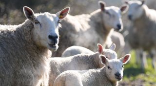 Großbritannien: Erstmals Vogelgrippe bei Schaf nachgewiesen