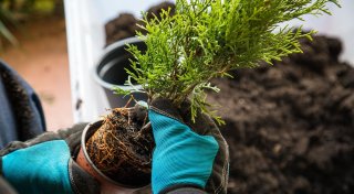 Warum der Herbst die ideale Zeit zum Pflanzen ist