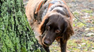 Spürhunde erschnüffeln kranke Bäume im Bad Oeynhausener Kurpark