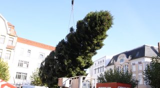 Der Weihnachtsbaum ist in Herford eingeschwebt