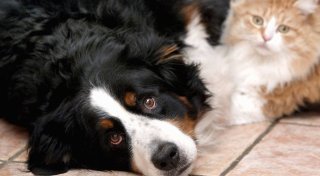 Vogelgrippe bei Haustieren? Tierärztin aus OWL warnt vor Hysterie