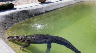 Schlangen, Krokodile und mehr: Hunderte exotische Tiere in OWL im Privatbesitz