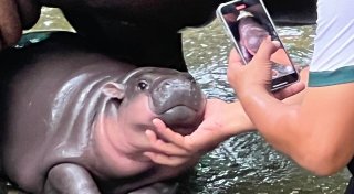Ein Hippo-Mädchen als Kassenschlager: Das Phänomen Moo Deng