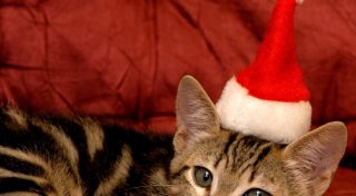 Tiere als Weihnachtsgeschenk? Tierschutzverein Lübbecke erklärt, warum das keine gute Idee ist