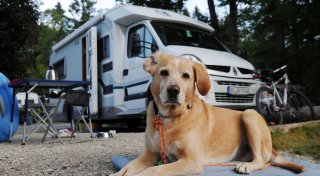 Camping mit Hund: 3 Fragen vor der Reise