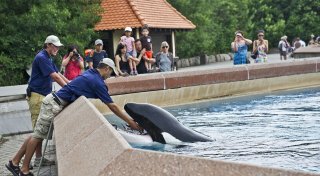 Kanadischer Tierpark fordert Geld und droht mit Wal-Tötung