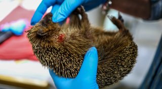 Igel-Helfer gesucht, eine Traditions-Brennerei und verkaufsoffene Sonntage