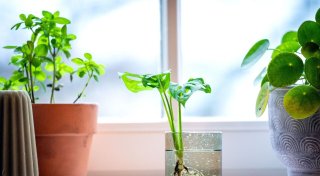 Water Plants zu Hause kultivieren: So geht`s