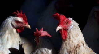 Es war einmal das Huhn - Wissenswertes um Ei und Gackertier