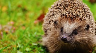 Waschbärenplage, Gefahr für Igel und ein Cold Case