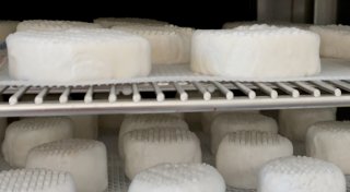 Wie gesund ist der tierfreie Koji-Käse?