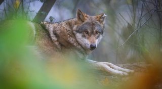 Bielefelder Tierpark Olderdissen bekommt elektrische Tore und Öffnungszeiten