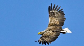 König der Lüfte: Zu den Seeadlern in der Pommerschen Bucht