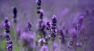 Pestizide in Lavendel: Doch kein Bienenfreund?