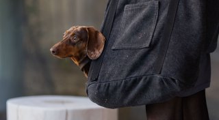 Hundesteuer auf Rekordhoch - Futterpreise ziehen weiter an