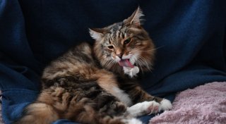 Wenn die Katze oft kotzt: Gefahren kennen, Ursachen angehen