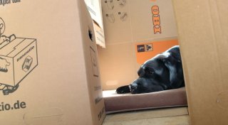 Umzug mit Hund: Tipps für die Wohnungssuche