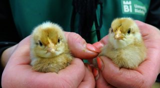 Baubeginn für die nächste große Attraktion in Bielefelds Tierpark Olderdissen