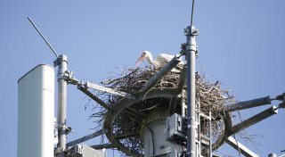 Ungewöhnlicher Platz im Kreis Gütersloh: Telekom-Tochter entfernt schweres Nest