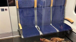 Hühner in Kölner S-Bahn zurückgelassen - Zug fällt aus